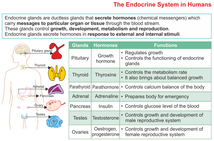 The Endocrine System – ICSE Solutions for Class 10 Biology - A Plus Topper