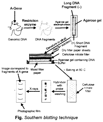 ISC Biotechnology Question Paper 2016 Solved for Class 12 2