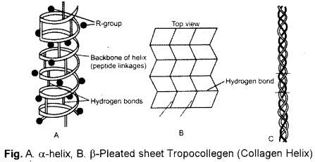 ISC Biotechnology Question Paper 2016 Solved for Class 12 3