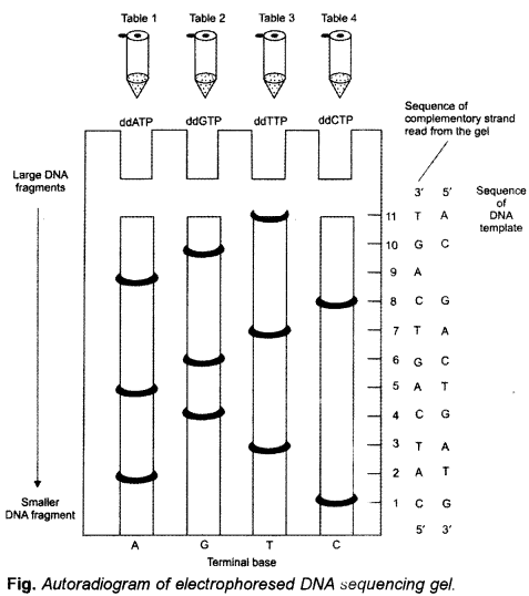 ISC Biotechnology Question Paper 2016 Solved for Class 12 4
