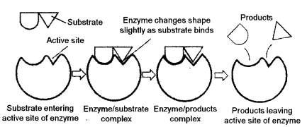 ISC Biotechnology Question Paper 2017 Solved for Class 12 1