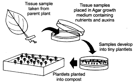 ISC Biotechnology Question Paper 2017 Solved for Class 12 4
