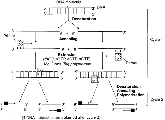 ISC Biotechnology Question Paper 2017 Solved for Class 12 5