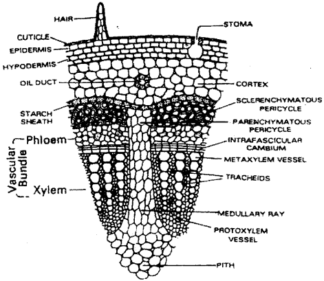 ISC Class 12 Biology Previous Year Question Papers Solved 2010 1