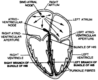 ISC Class 12 Biology Previous Year Question Papers Solved 2010 4