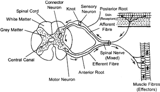 ISC Class 12 Biology Previous Year Question Papers Solved 2010 5