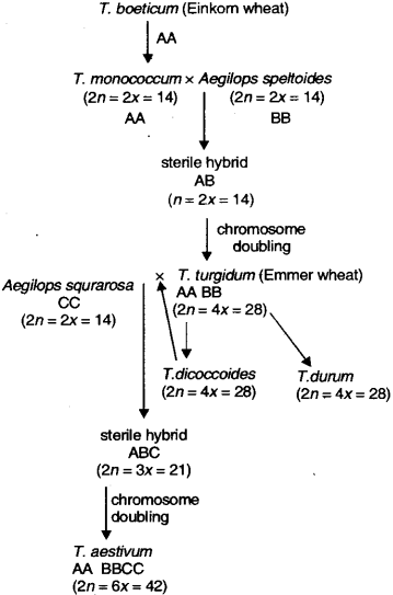 ISC Class 12 Biology Previous Year Question Papers Solved 2010 6