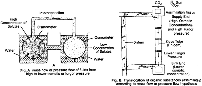 ISC Class 12 Biology Previous Year Question Papers Solved 2011 4