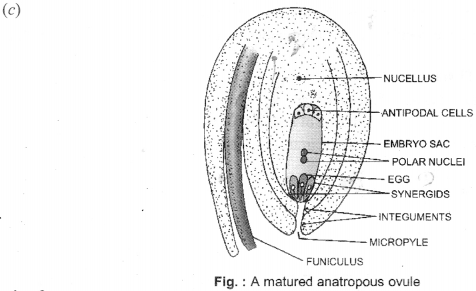 ISC Class 12 Biology Previous Year Question Papers Solved 2012 1