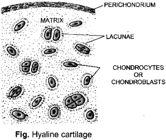 ISC Class 12 Biology Previous Year Question Papers Solved 2012 2