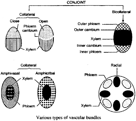 ISC Class 12 Biology Previous Year Question Papers Solved 2014 2