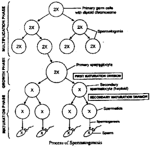 ISC Class 12 Biology Previous Year Question Papers Solved 2014 3