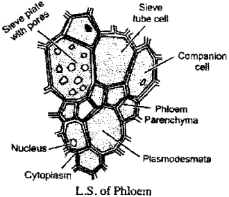 ISC Class 12 Biology Previous Year Question Papers Solved 2014 4