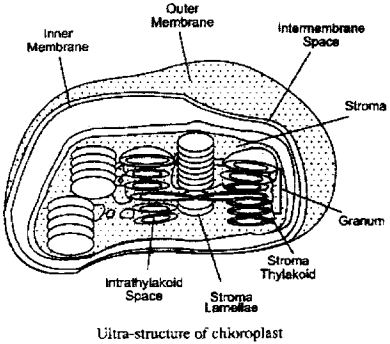 ISC Class 12 Biology Previous Year Question Papers Solved 2014 5