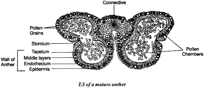 ISC Class 12 Biology Previous Year Question Papers Solved 2019 3