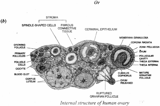 ISC Class 12 Biology Previous Year Question Papers Solved 2019 4