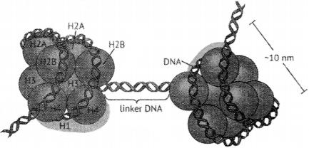 ISC Class 12 Biology Previous Year Question Papers Solved 2019 5