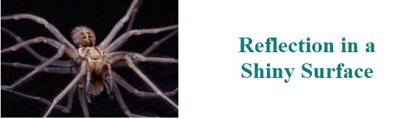 Intuitive Notion of Line Reflection 3