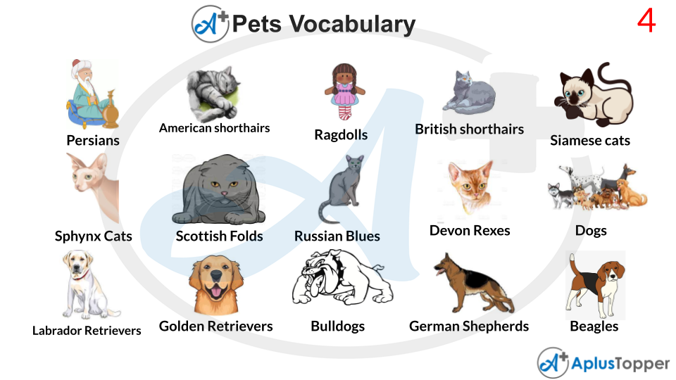 Pets Vocabulary List
