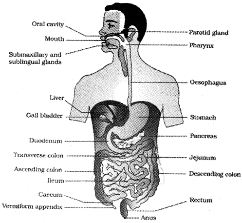 Plus One Zoology Notes Chapter 5 Digestion and Absorption 1
