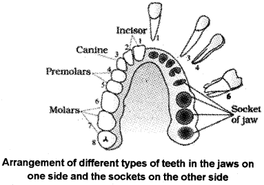 Plus One Zoology Notes Chapter 5 Digestion and Absorption 2
