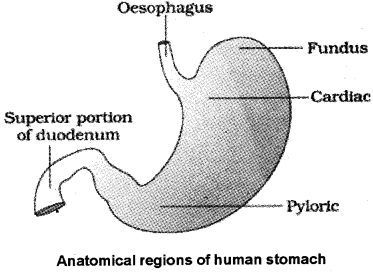 Plus One Zoology Notes Chapter 5 Digestion and Absorption 3