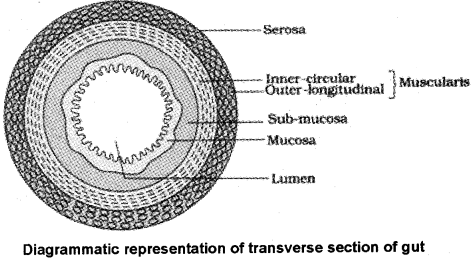 Plus One Zoology Notes Chapter 5 Digestion and Absorption 4
