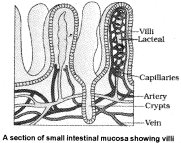 Plus One Zoology Notes Chapter 5 Digestion and Absorption 5
