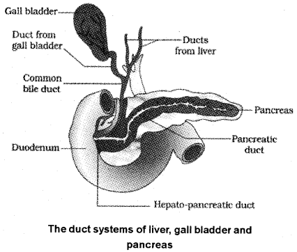 Plus One Zoology Notes Chapter 5 Digestion and Absorption 6
