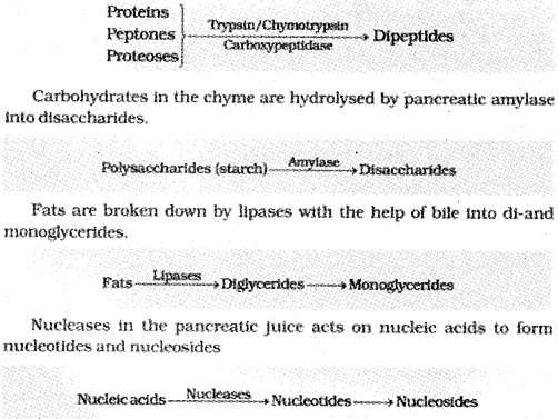 Plus One Zoology Notes Chapter 5 Digestion and Absorption 8