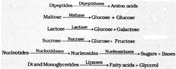 Plus One Zoology Notes Chapter 5 Digestion and Absorption 9
