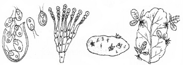 Plus Two Botany Chapter Wise Questions and Answers Chapter 1 Reproduction in Organisms 2M Q7