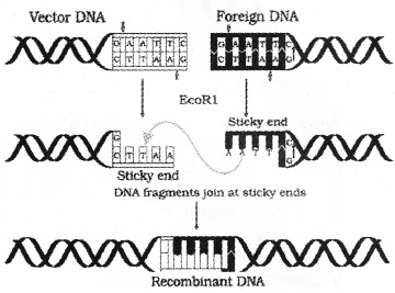 Plus Two Botany Chapter Wise Questions and Answers Chapter 4 Biotechnology Principles and Processes 3M Q2