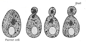 Plus Two Botany Notes Chapter 1 Reproduction in Organisms 2