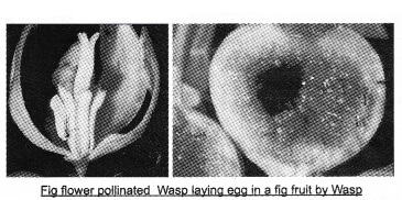 Plus Two Botany Notes Chapter 6 Organisms and Populations 9