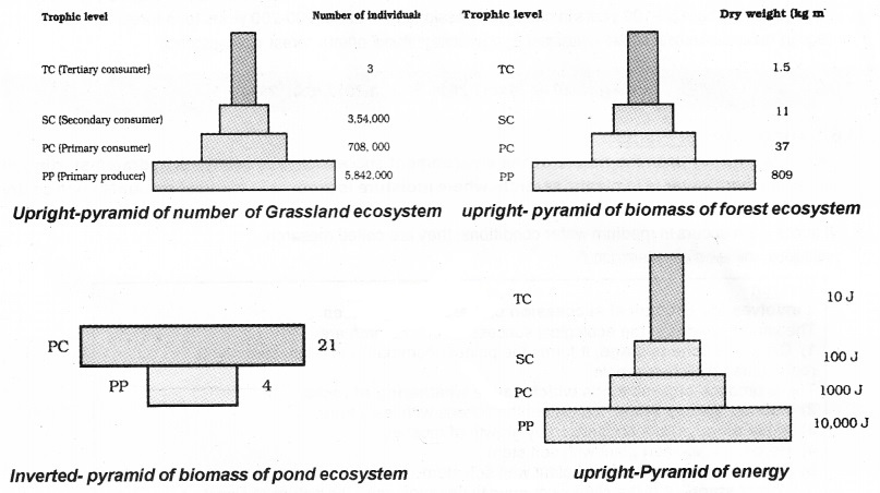 Plus Two Botany Notes Chapter 7 Ecosystem 6