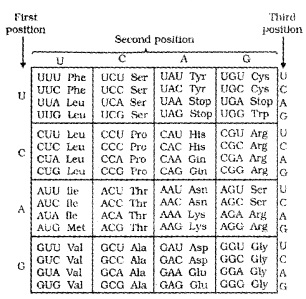 Plus Two Zoology Notes Chapter 4 Molecular Basis of Inheritance 14