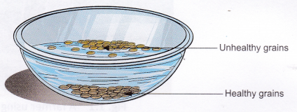 What Is Agriculture And What Are Agricultural Practices 3