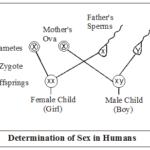 Which Chromosome Determines Gender in Humans 1