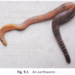 How Does An Earthworm Move 1