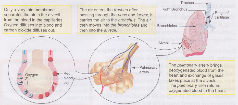 How does the Air Travel Through the Respiratory System 4
