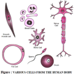 Structural Variations in Cells 1