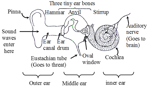 Structure-of-human-ear