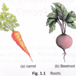 What Are Some Foods That Come From Plants 1