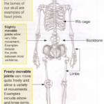What Is The Function Of The Human Skeleton 1