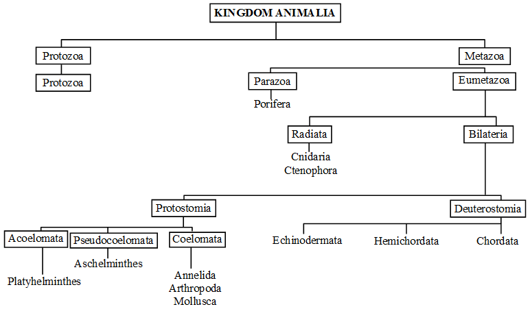 What are the Characteristics of the Kingdom Animalia 3