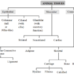 Classification of Animal tissue Archives - A Plus Topper