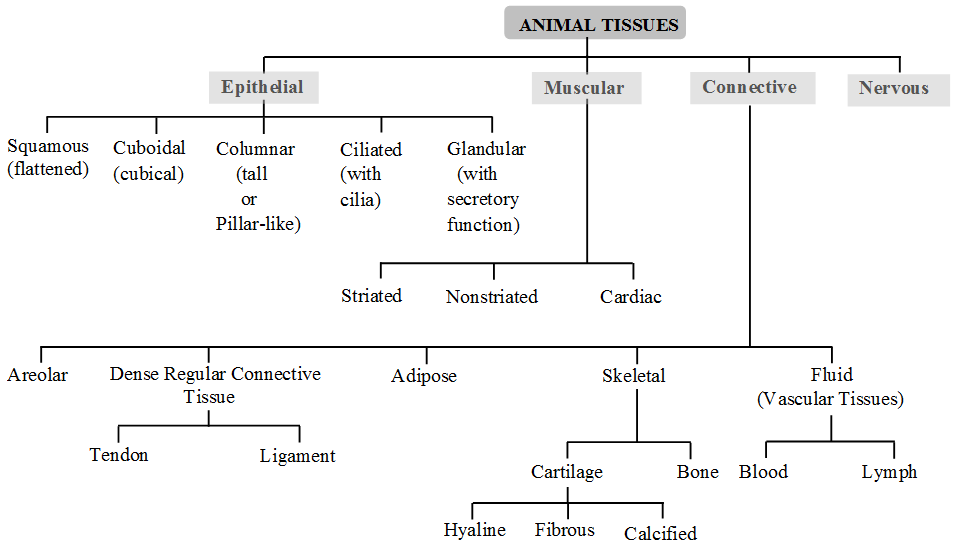 What are the Four Basic Types of Tissue in Animals - A Plus Topper
