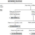 What are the Main Characteristics of the Plant Kingdom 1
