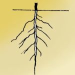 What are the Main Functions of the Roots in a Plant 1